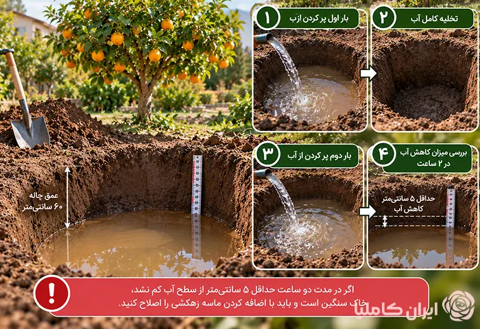 جابجایی درخت پرتقال